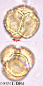 ISEM 1/Nepenthes_sp_29418/Nepenthes_sp_29418_0001(copy)_thumb.jpg